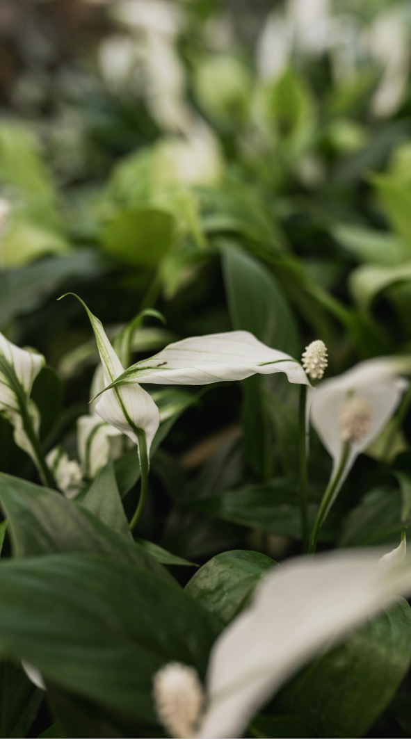 Spatifillo | Giglio della pace (Spathiphyllum)