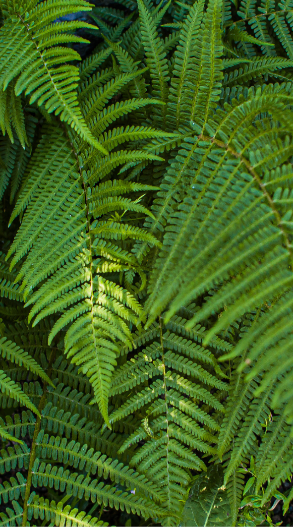 Felce di Boston "Green Lady" (Nephrolepis exaltata)