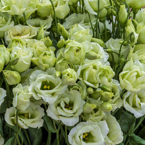 Bouquet di lisianthus