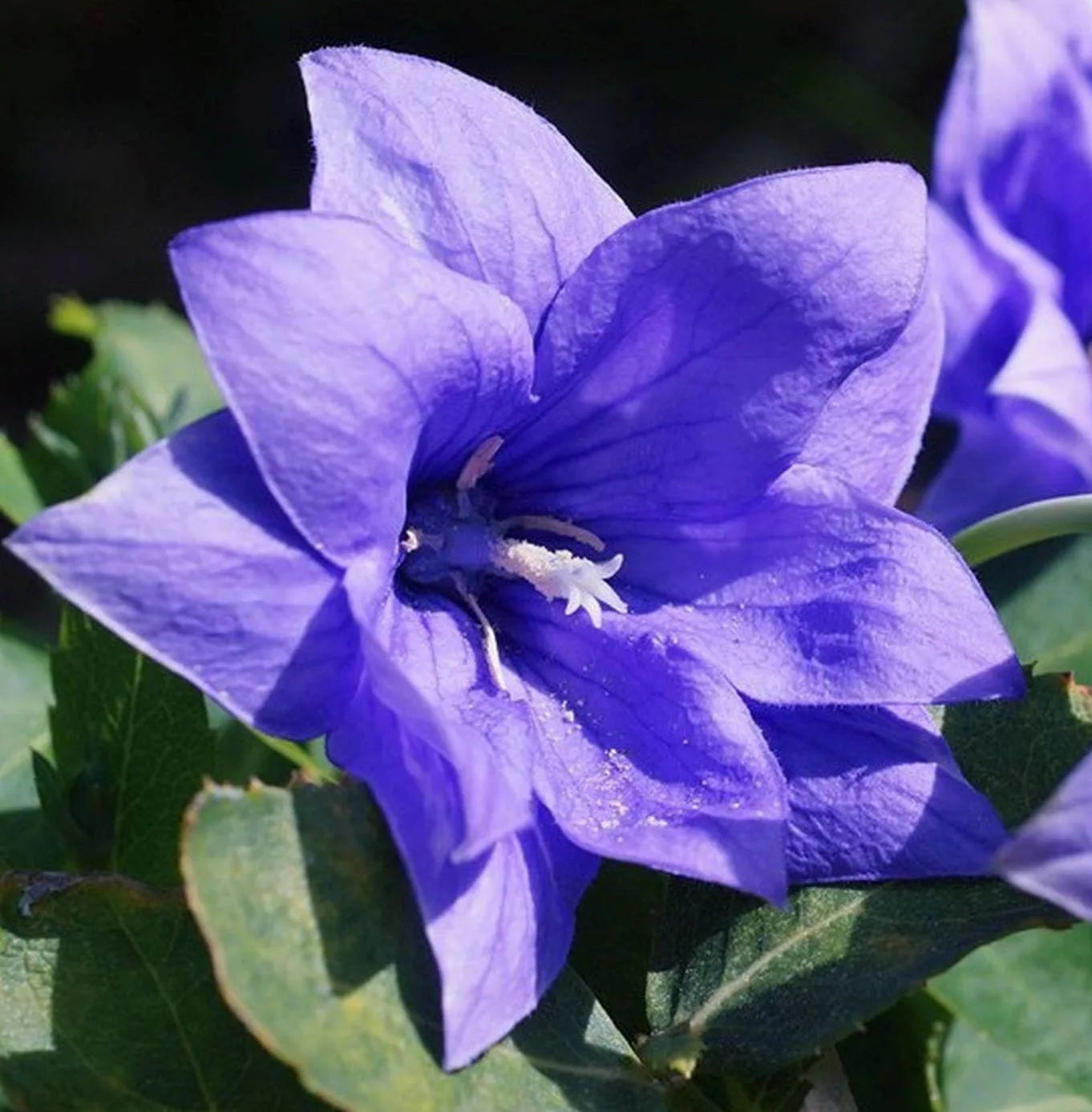 Settembrini (Aster novi-belgii)