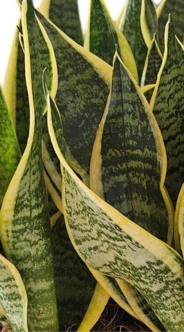 Sansevieria Trifasciata (Dracaena trifasciata)