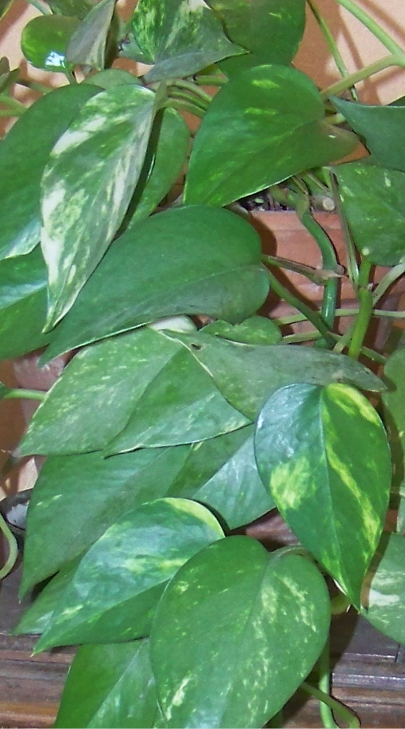 Pothos (Epipremnum Scindapsus mooreense aureum)