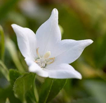 Settembrini (Aster novi-belgii)