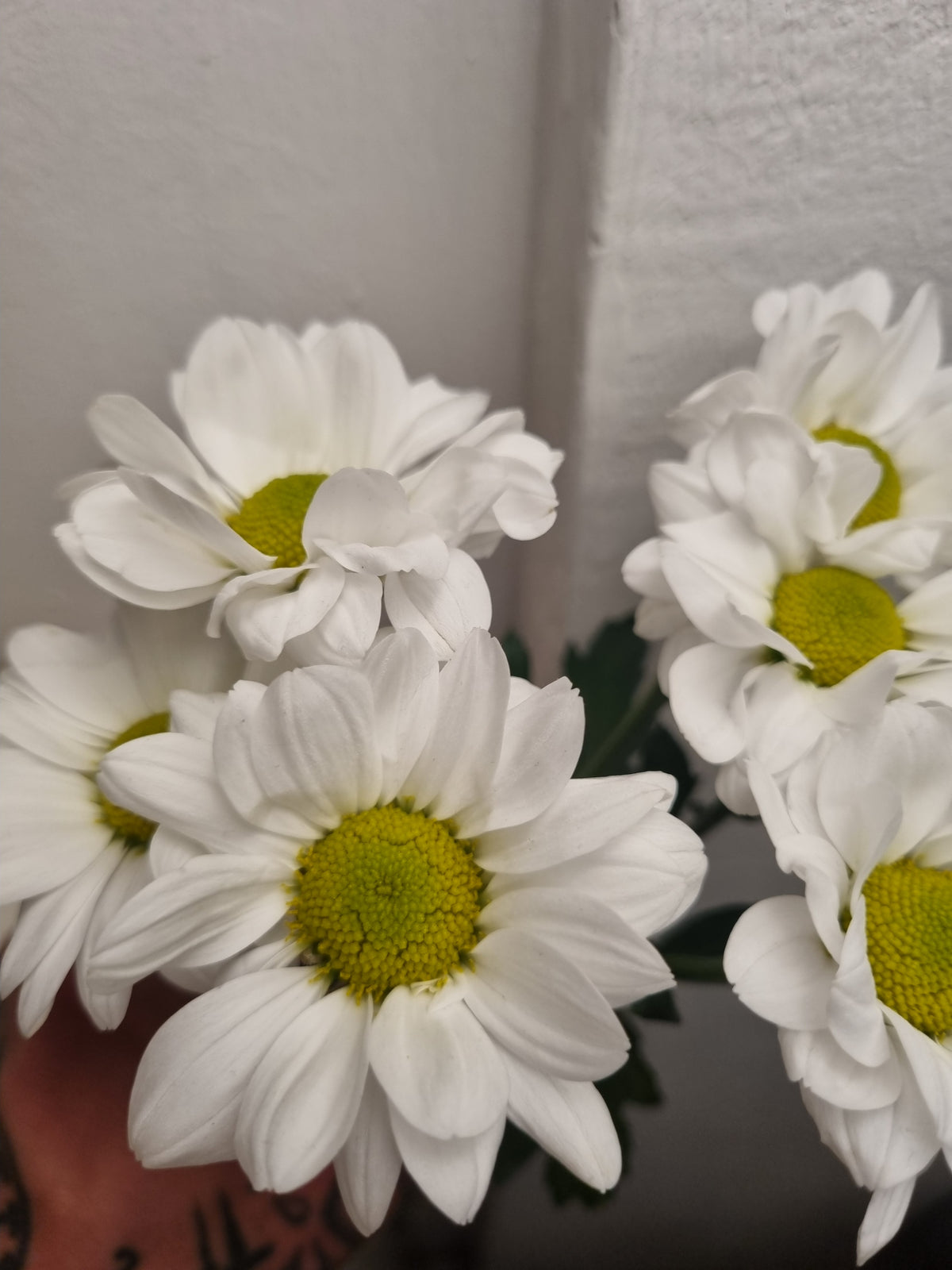 Margherite bianche a grappolo a stelo lungo