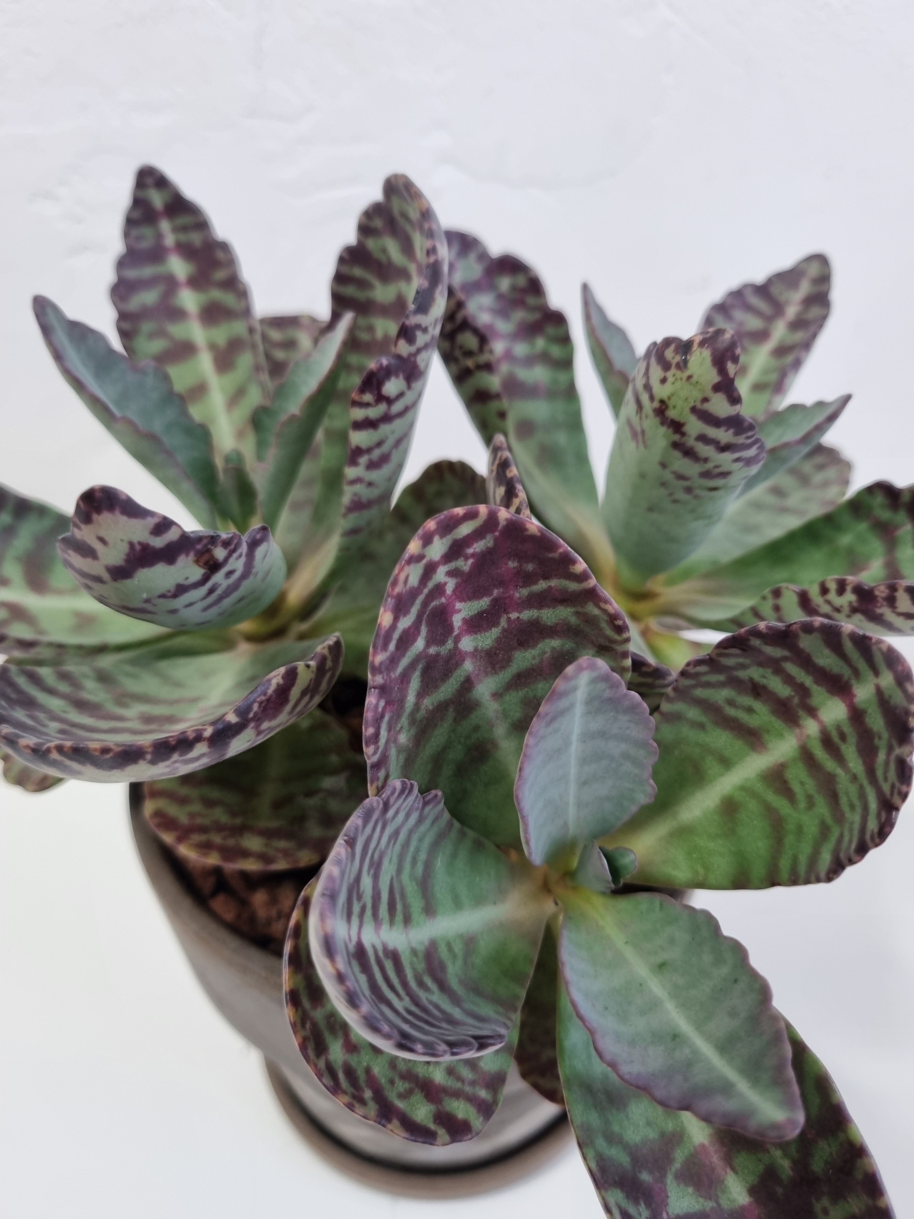 Marmo Rosa | Desert Surprise (Kalanchoe humilis)
