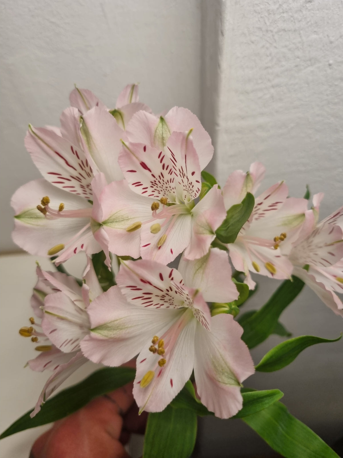 Alstroemerie rosa a stelo lungo