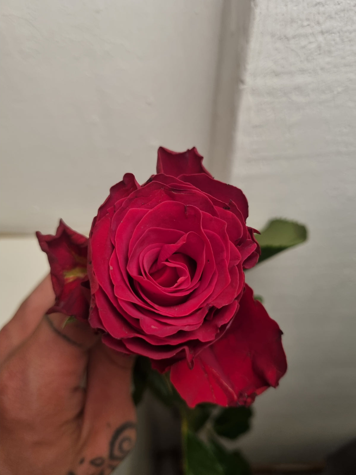 Rose rosse a stelo lungo