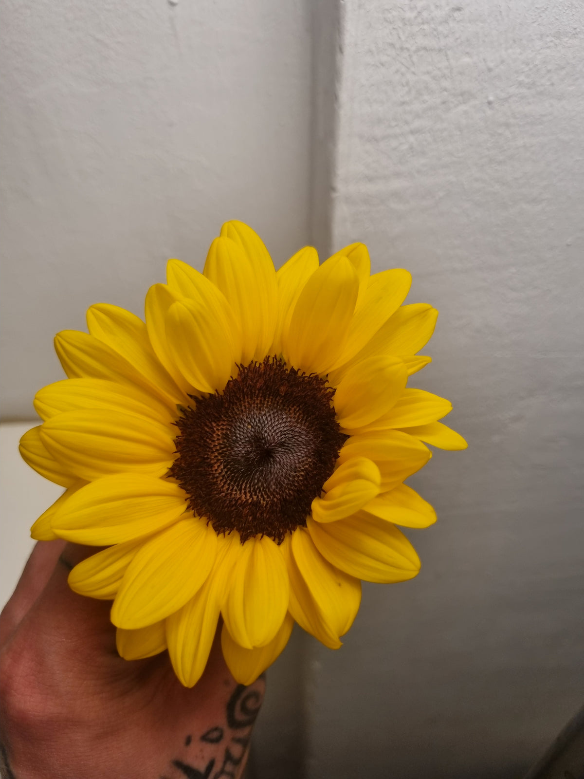 Girasoli mini a stelo lungo