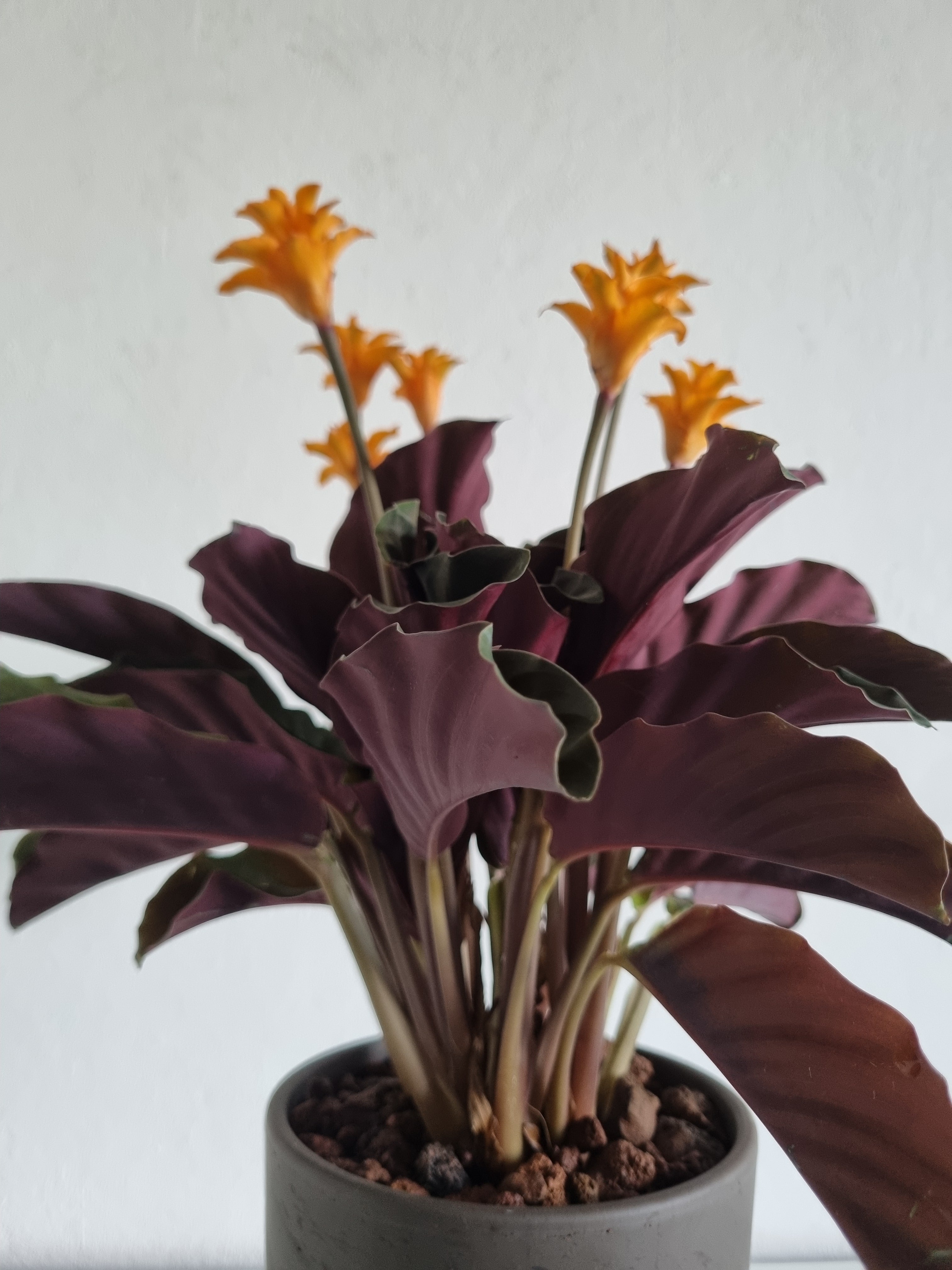 Goeppertia Tassmania (Calathea goeppertia crocata)