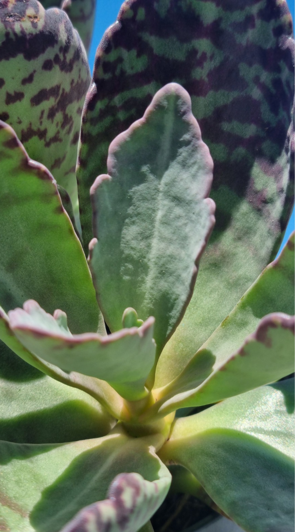 Marmo Rosa | Desert Surprise (Kalanchoe humilis)