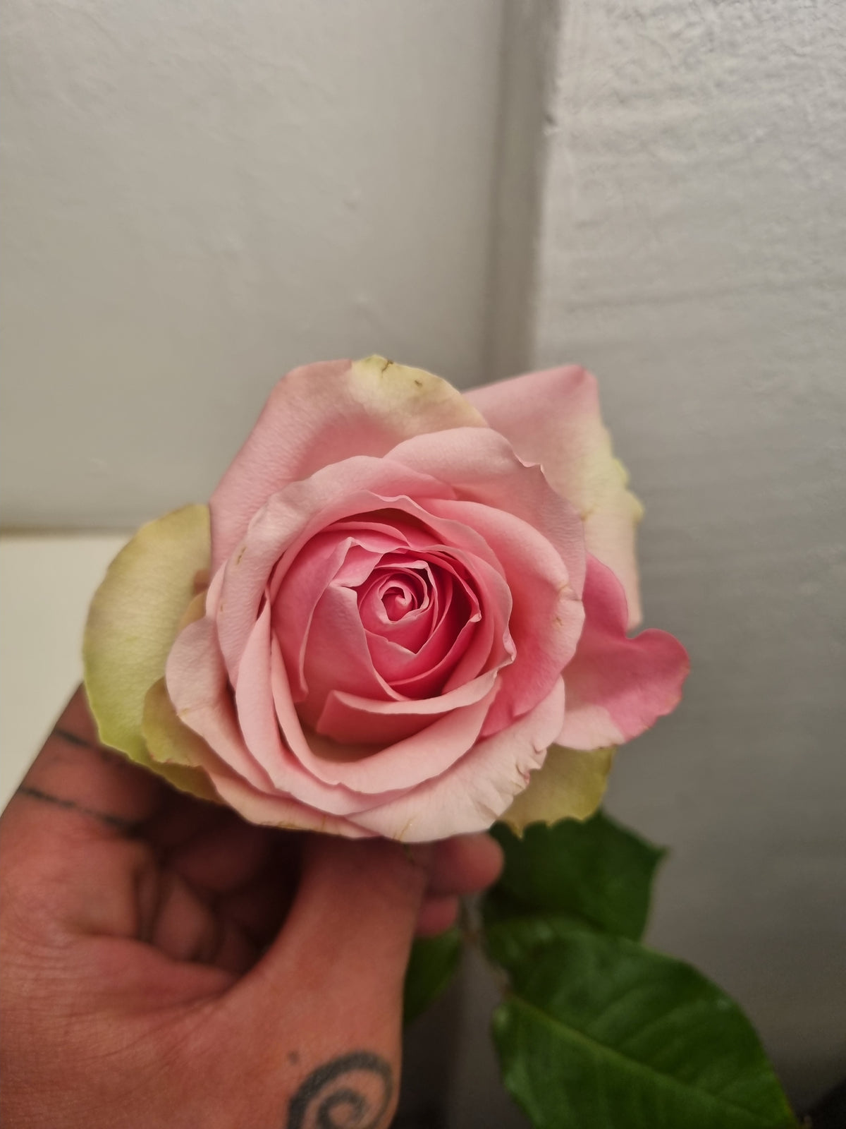 Rose rosa a stelo medio