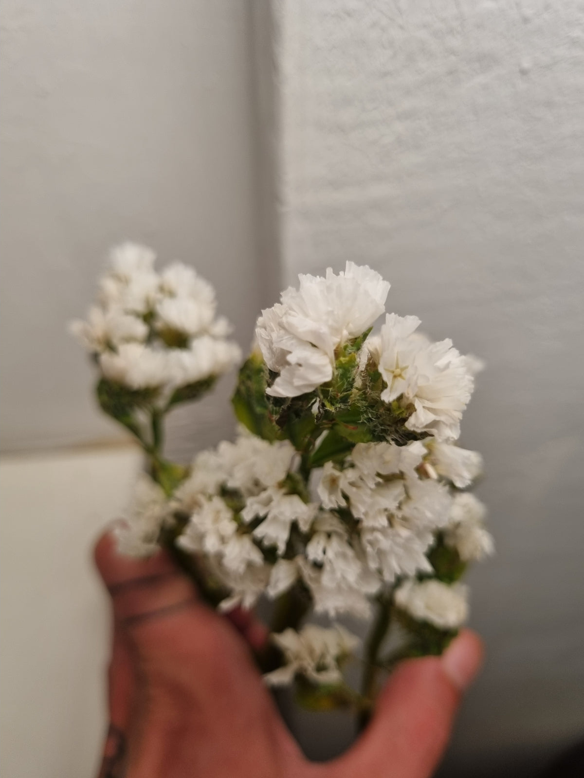 Statice limonium colorato a stelo lungo