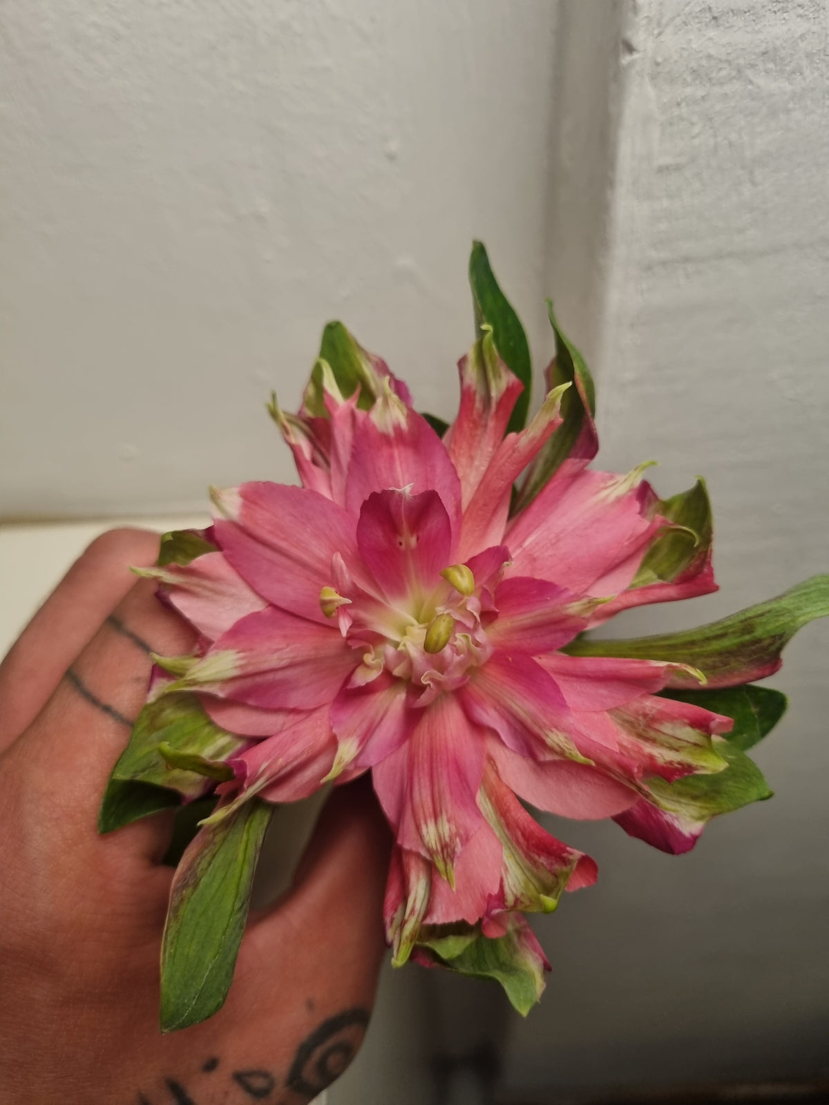 Alstroemerie rosa singole a stelo medio