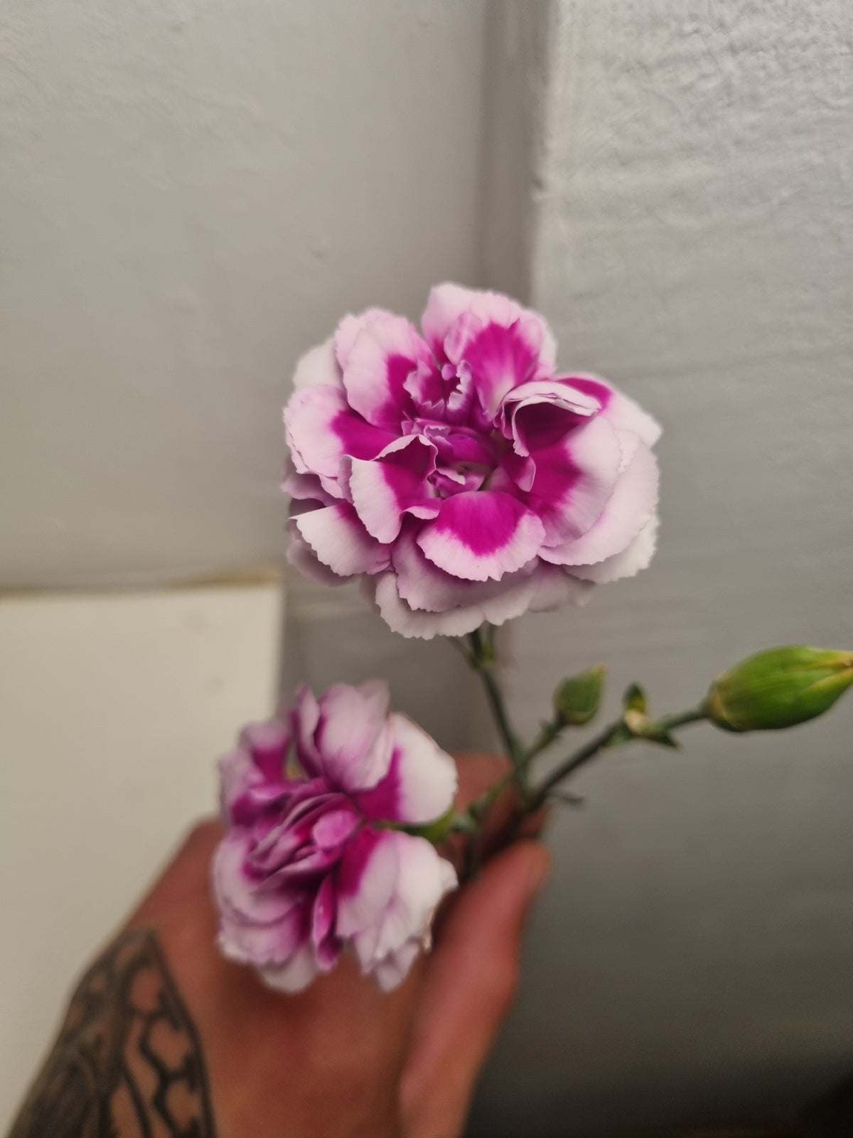 Garofani rosa e bianchi a grappolo a stelo lungo
