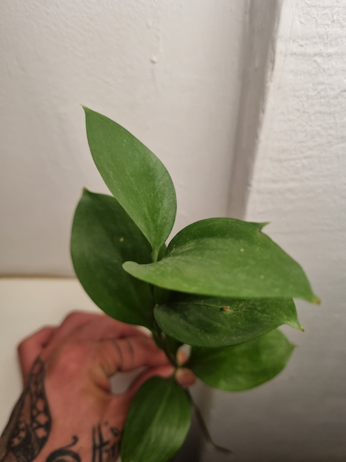 Rami di ruscus a stelo medio