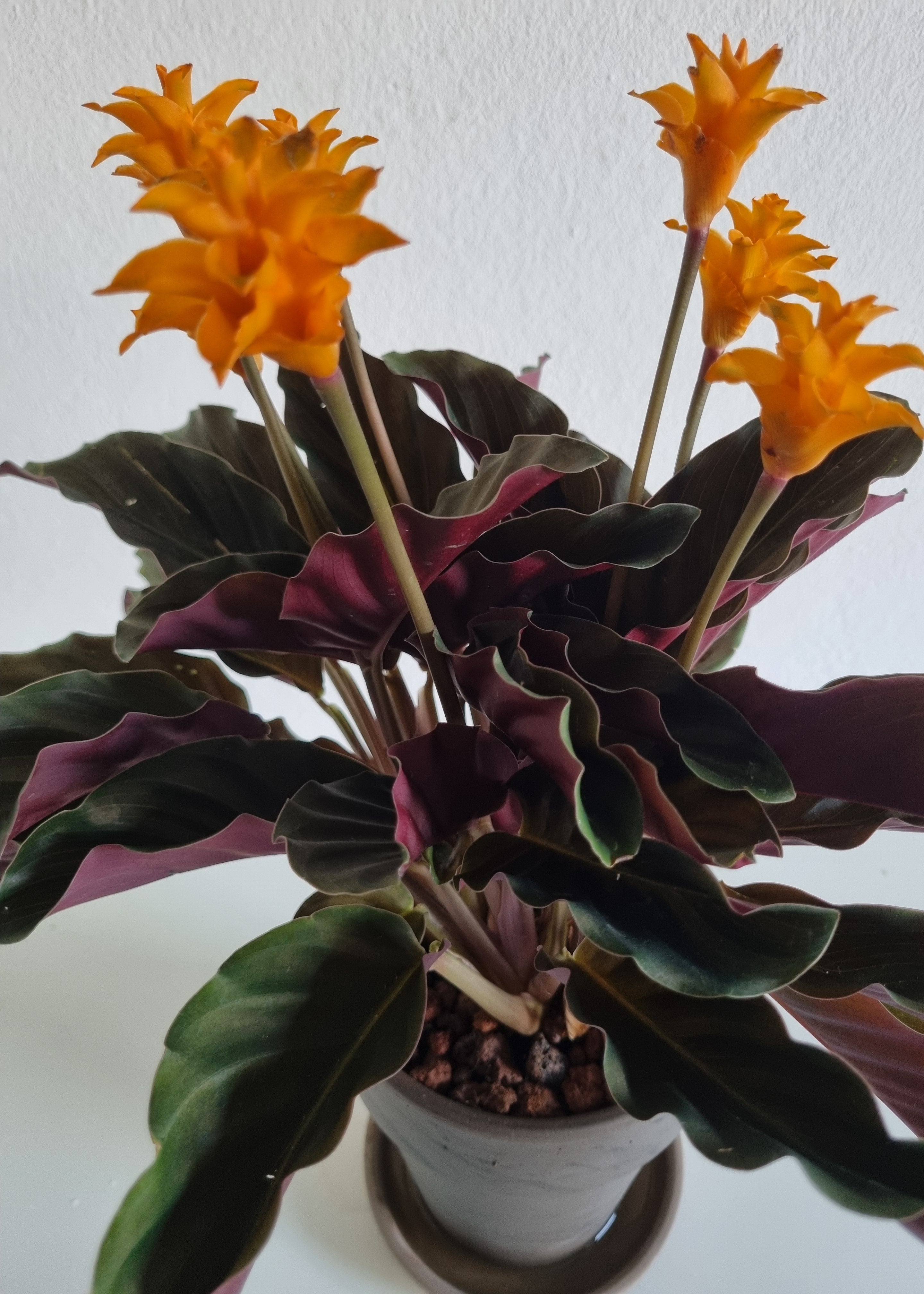 Goeppertia Tassmania (Calathea goeppertia crocata)