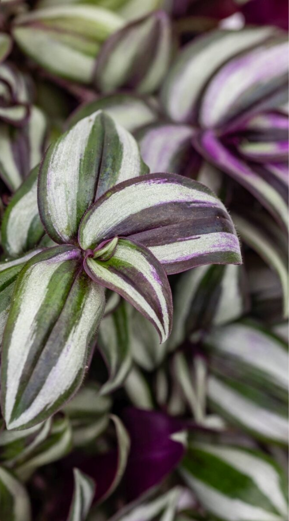 Erba miseria (Tradescantia zebrina "Purpusii")