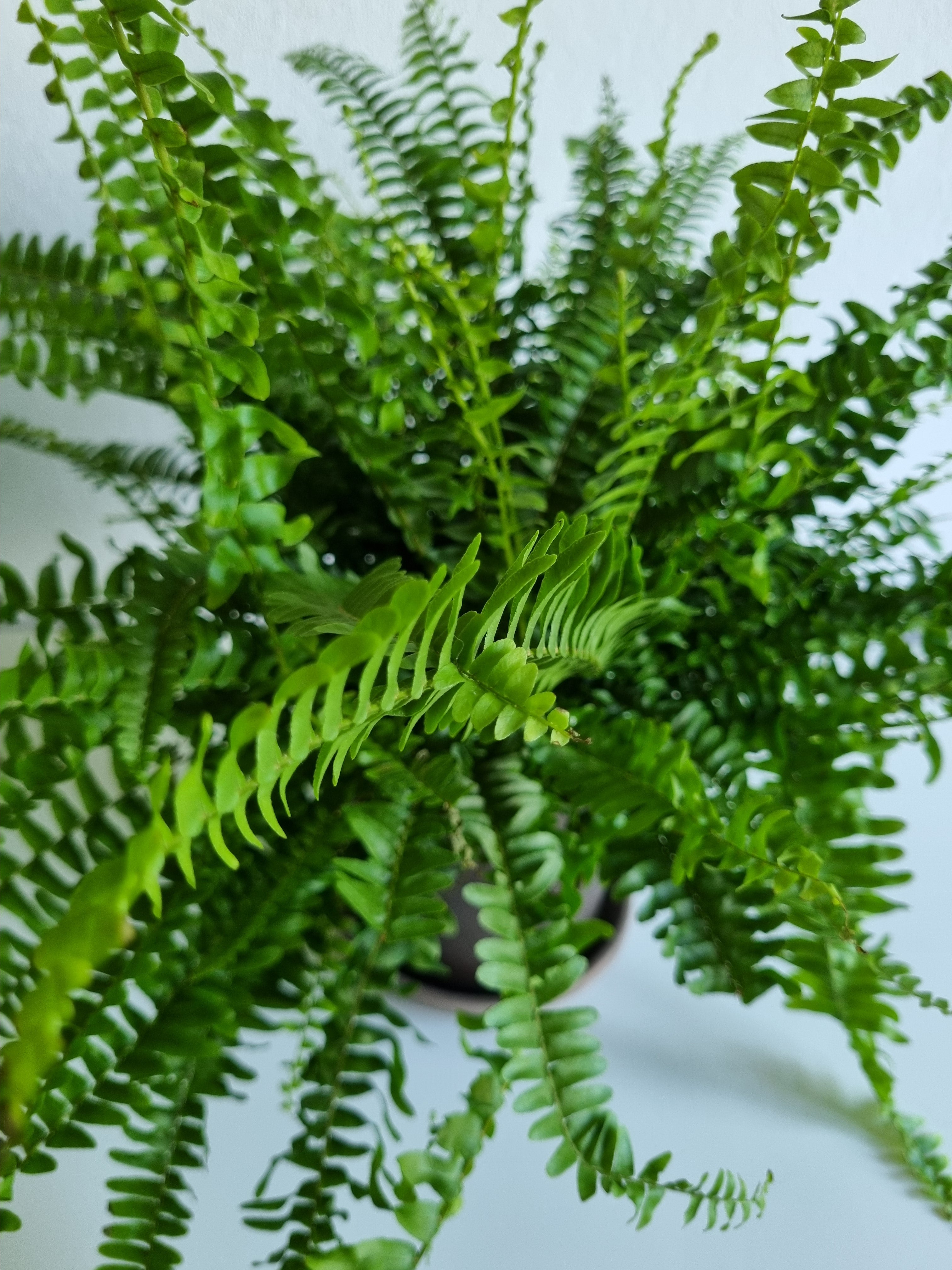 Felce di Boston "Green Lady" (Nephrolepis exaltata)