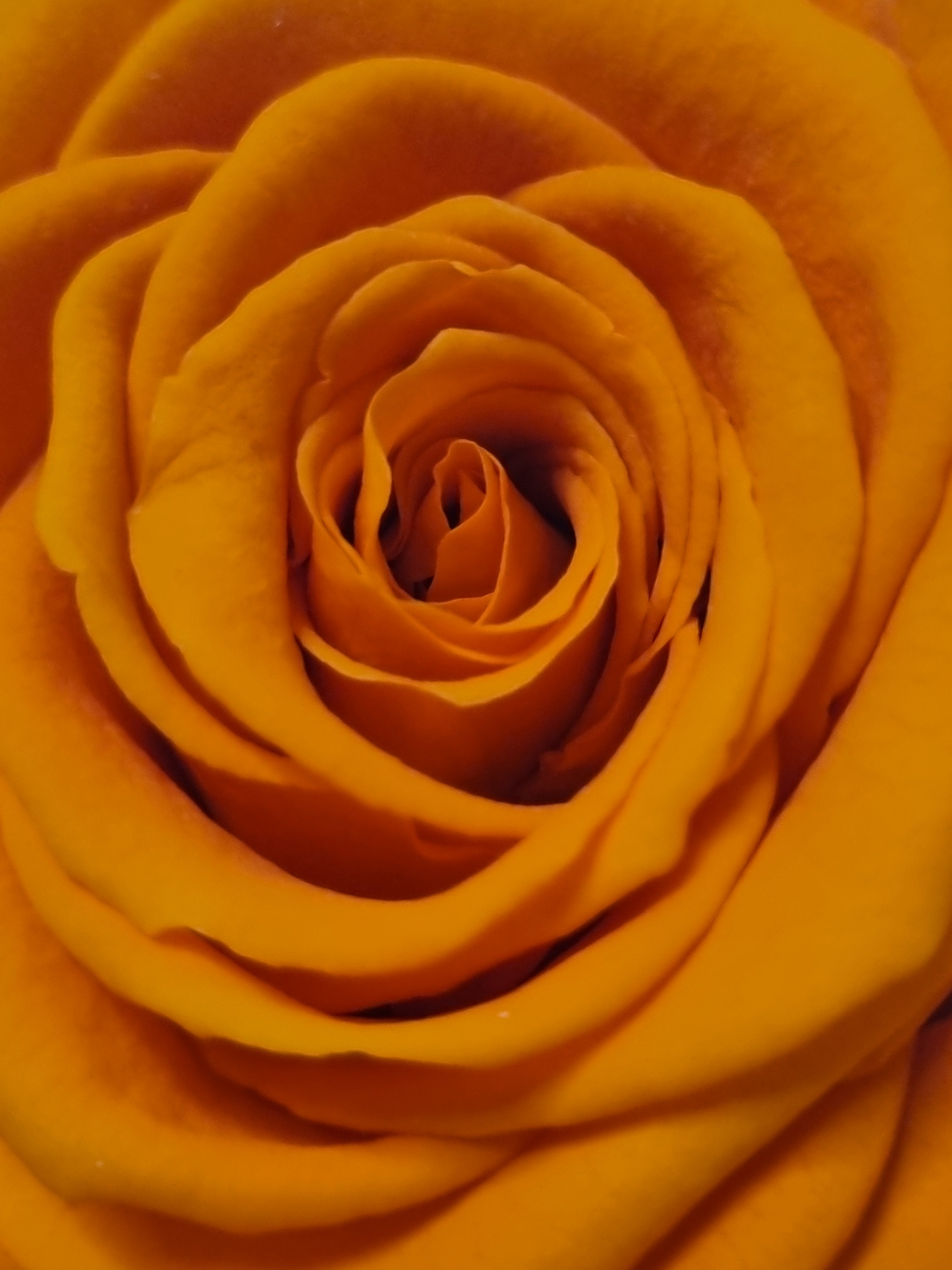 Rosa stabilizzata in vasetto di terracotta