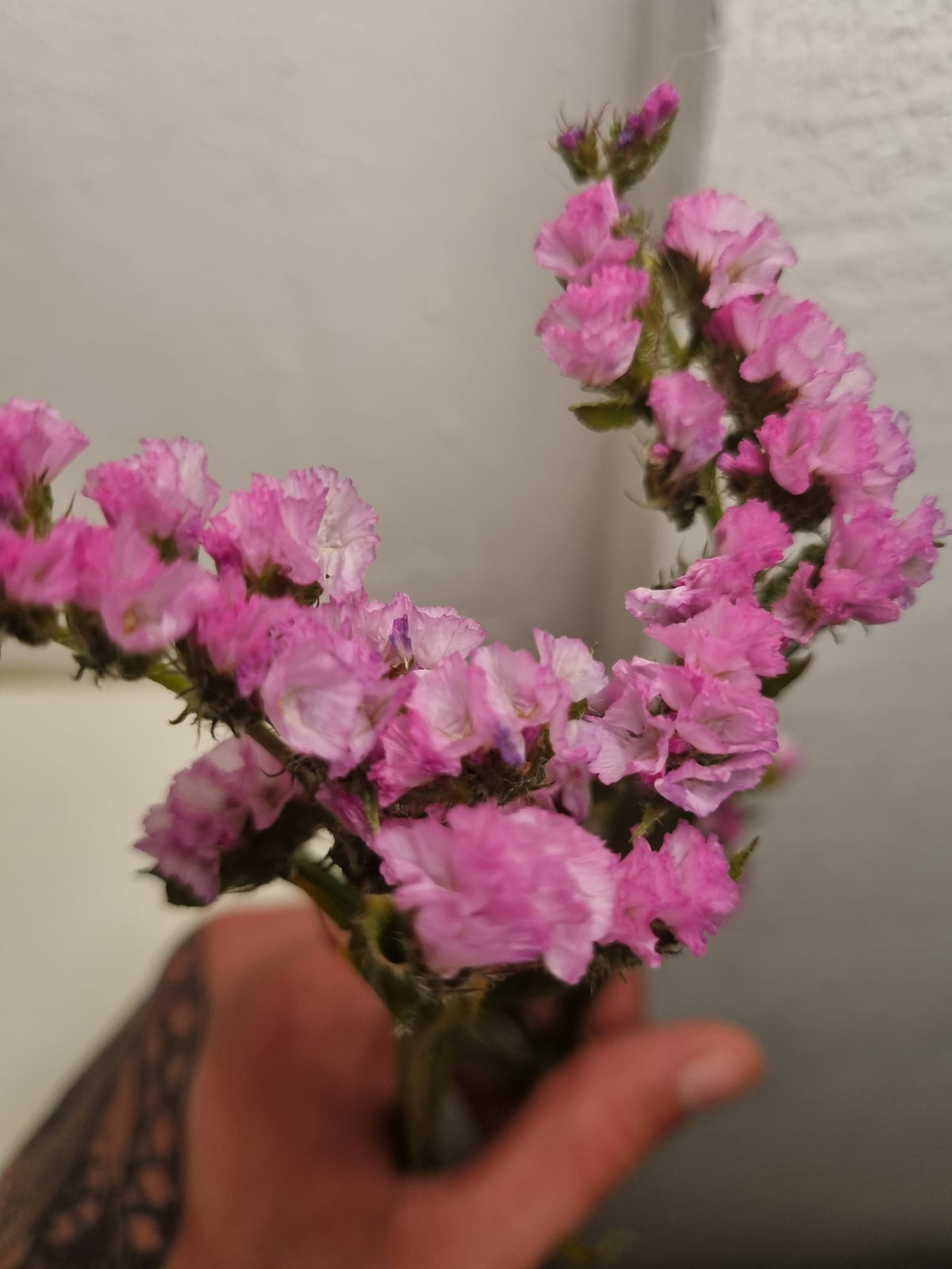 Statice limonium colorato a stelo lungo