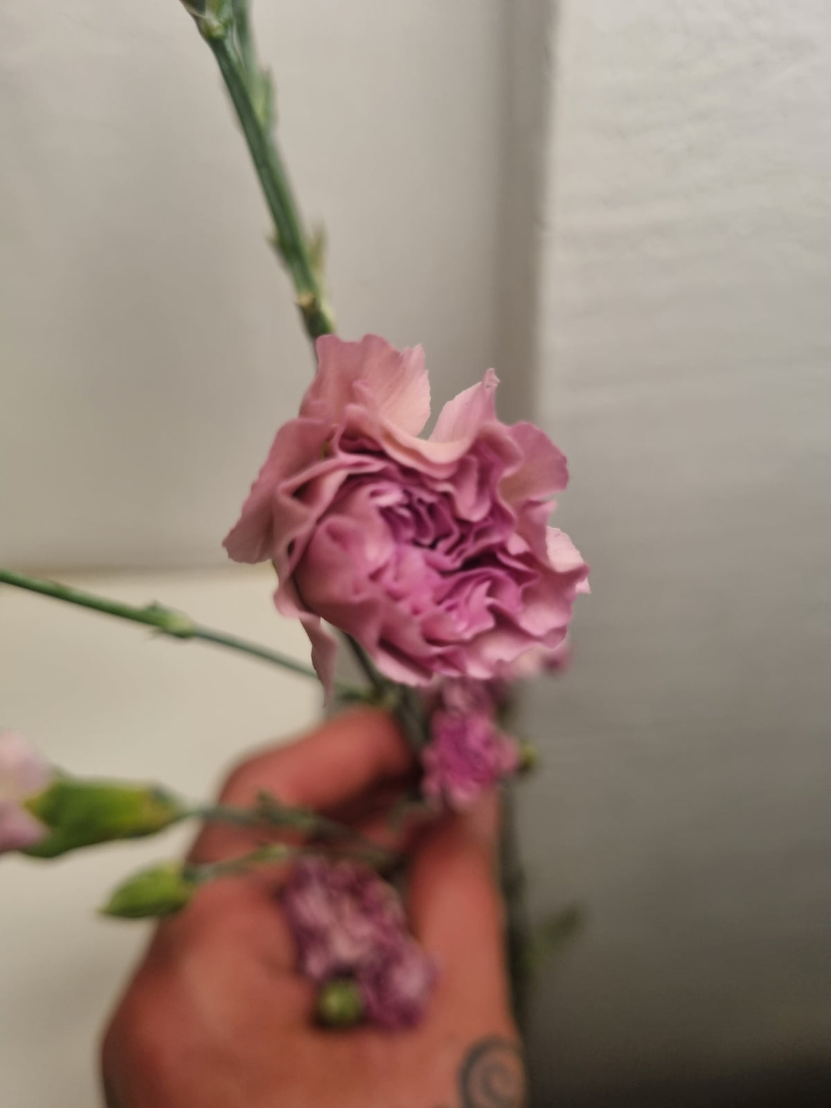 Garofani rosa antico a grappolo a stelo lungo