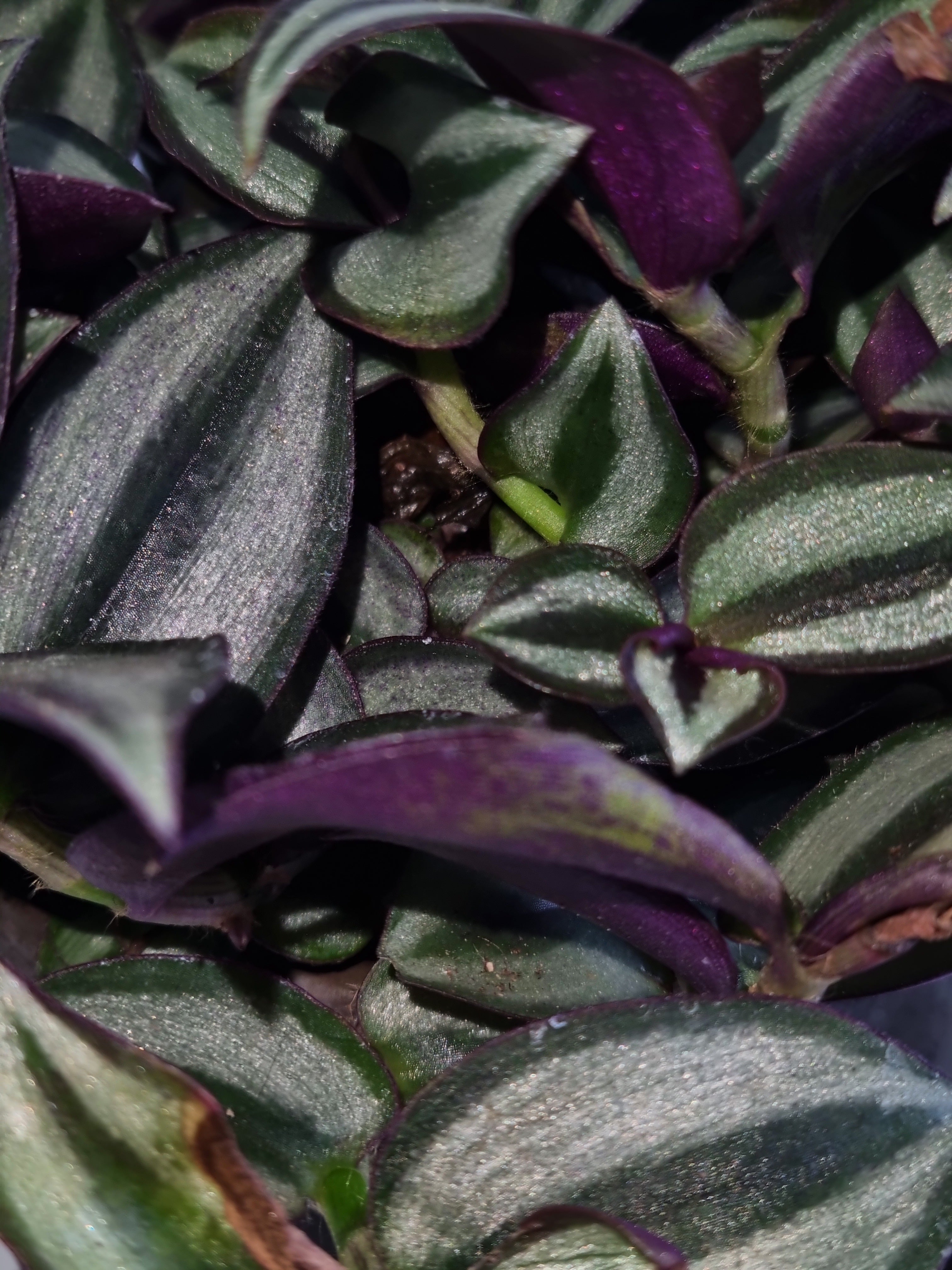 Erba miseria (Tradescantia zebrina "Purpusii")