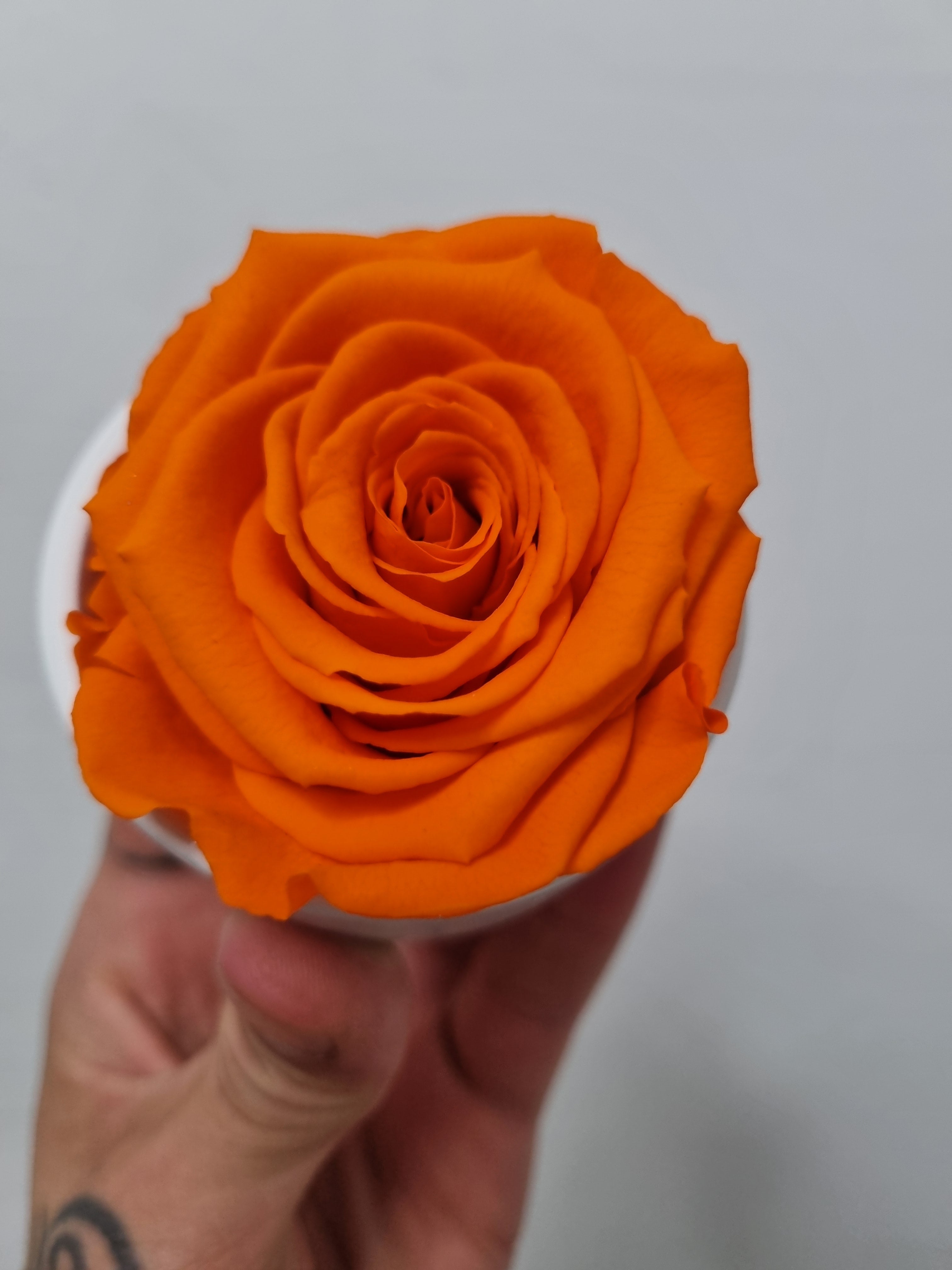 Rosa stabilizzata in vasetto di terracotta