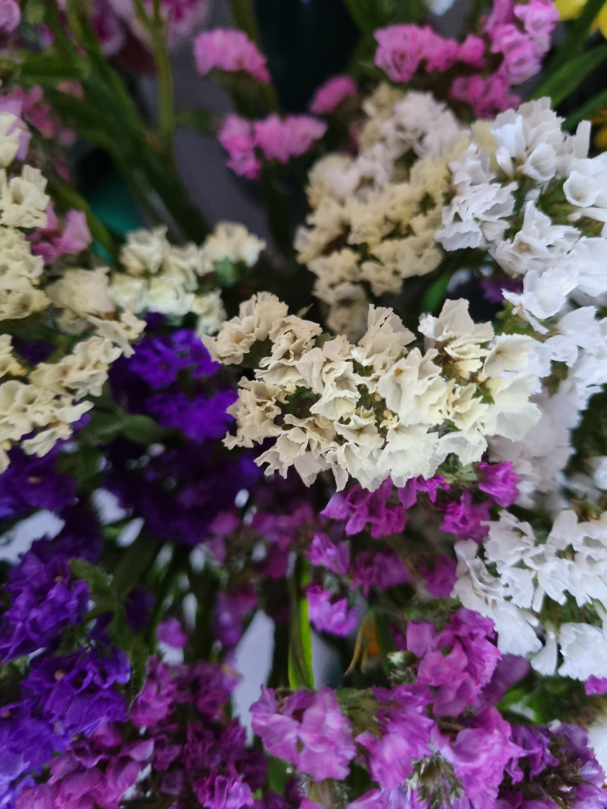 Statice limonium colorato a stelo lungo