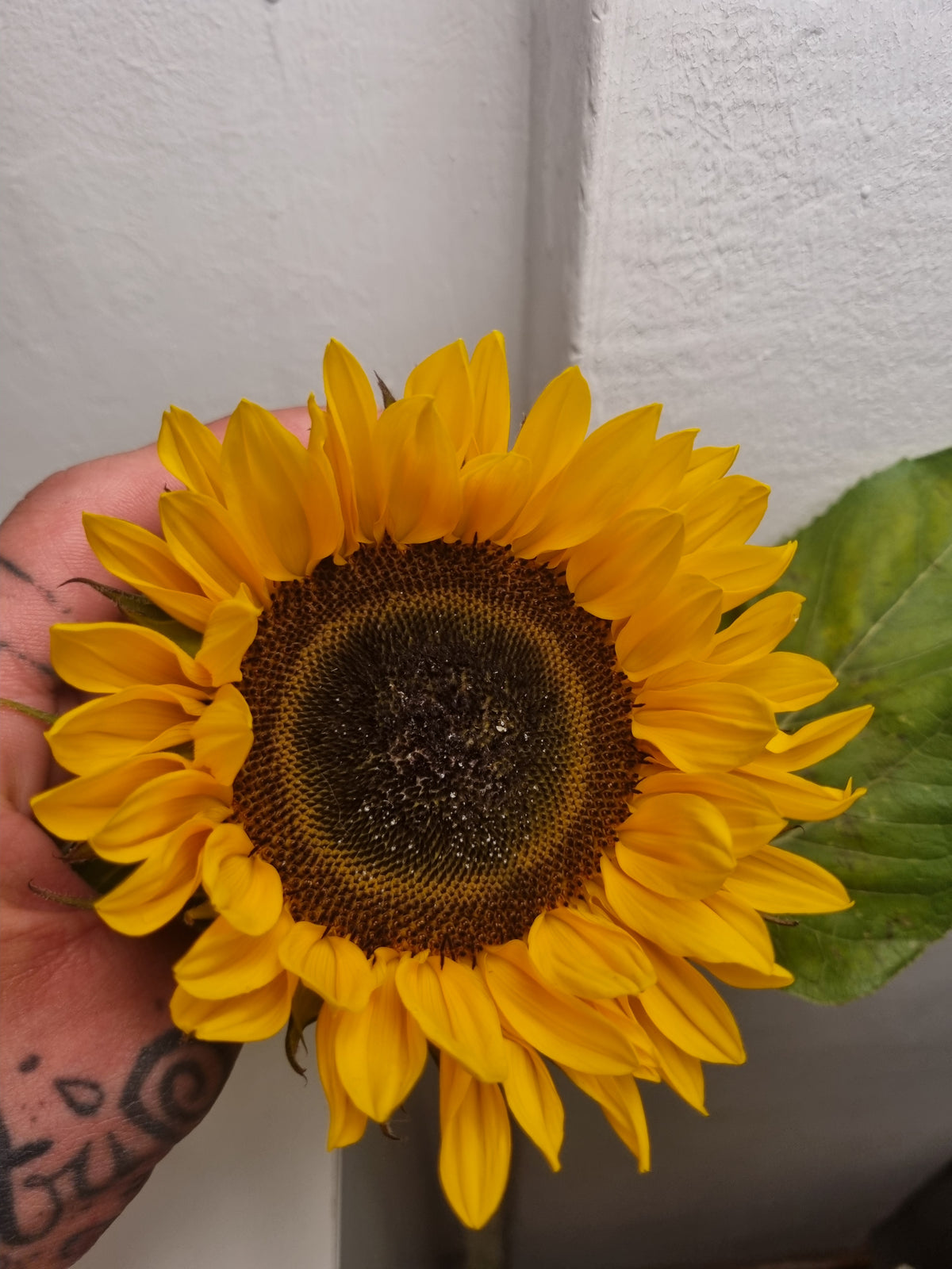 Girasoli grandi a stelo medio
