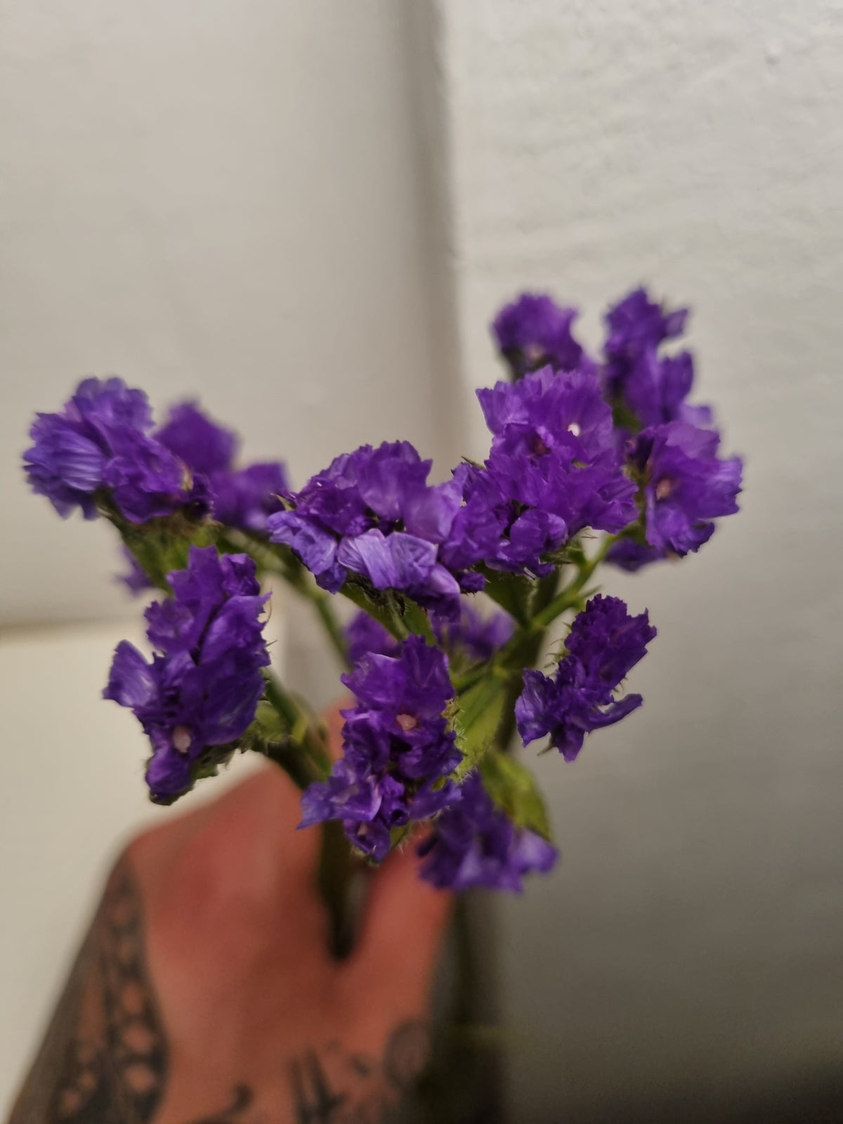 Statice limonium colorato a stelo lungo