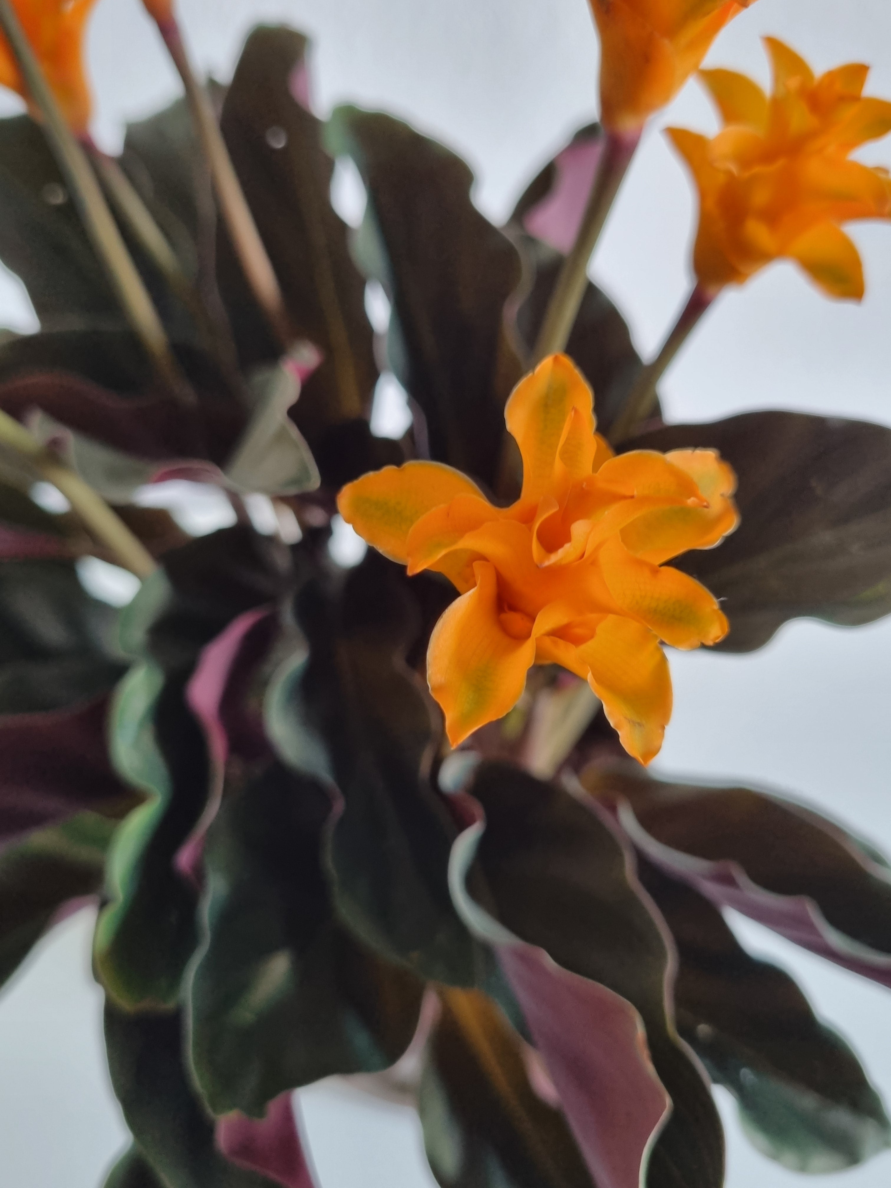 Goeppertia Tassmania (Calathea goeppertia crocata)