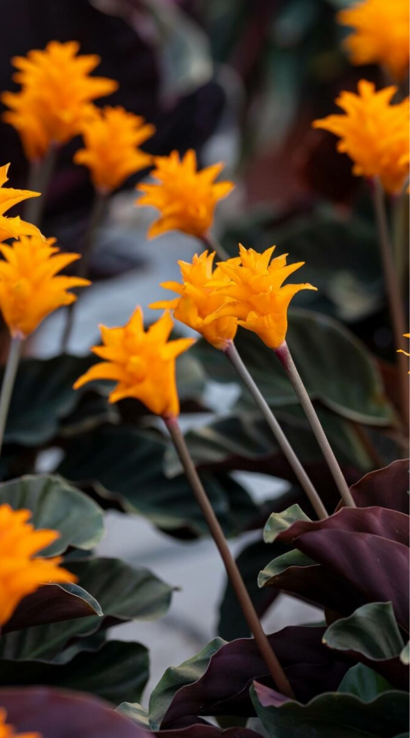 Goeppertia Tassmania (Calathea goeppertia crocata)