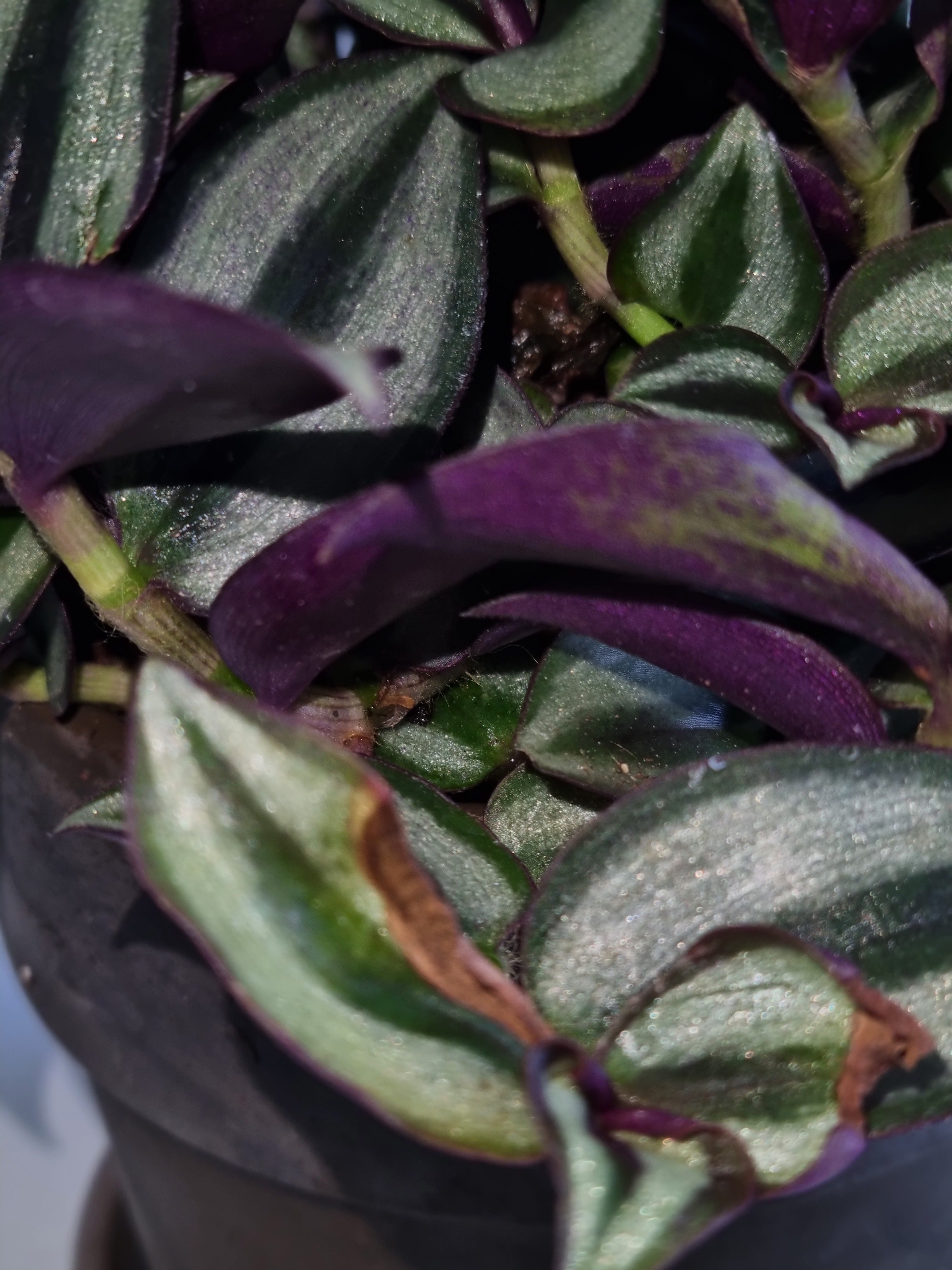 Erba miseria (Tradescantia zebrina "Purpusii")