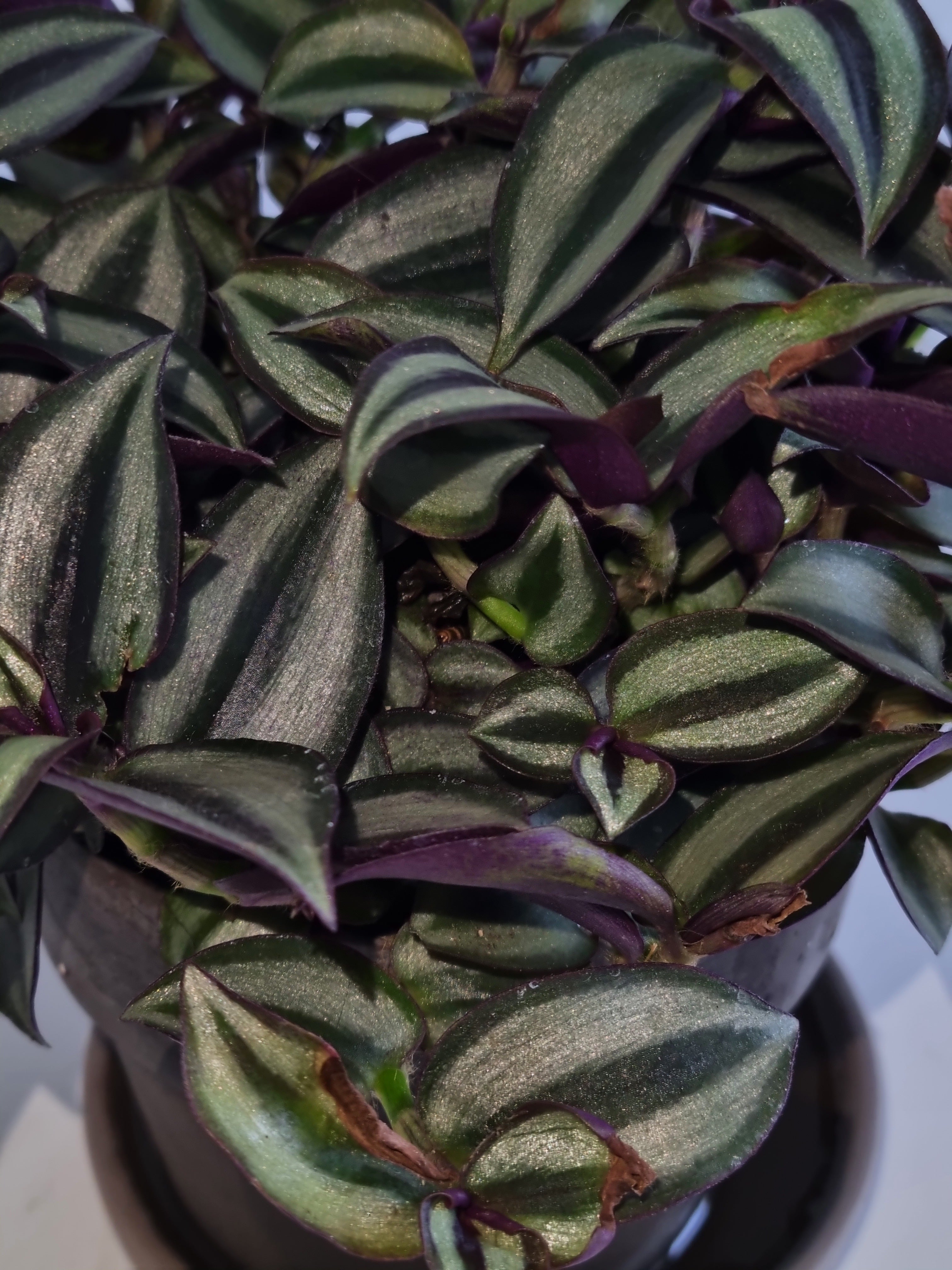Erba miseria (Tradescantia zebrina "Purpusii")