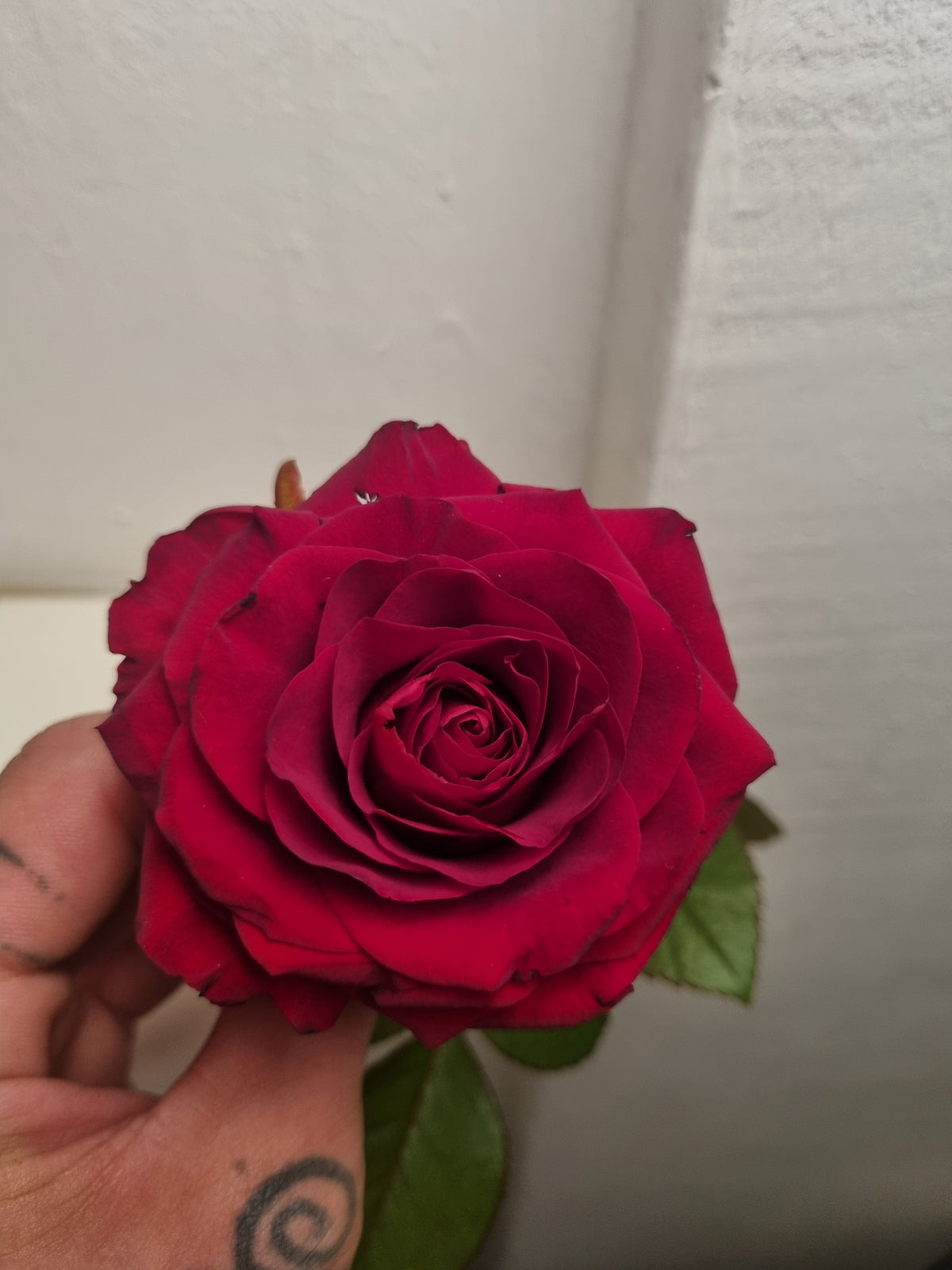 Rose rosse a stelo medio