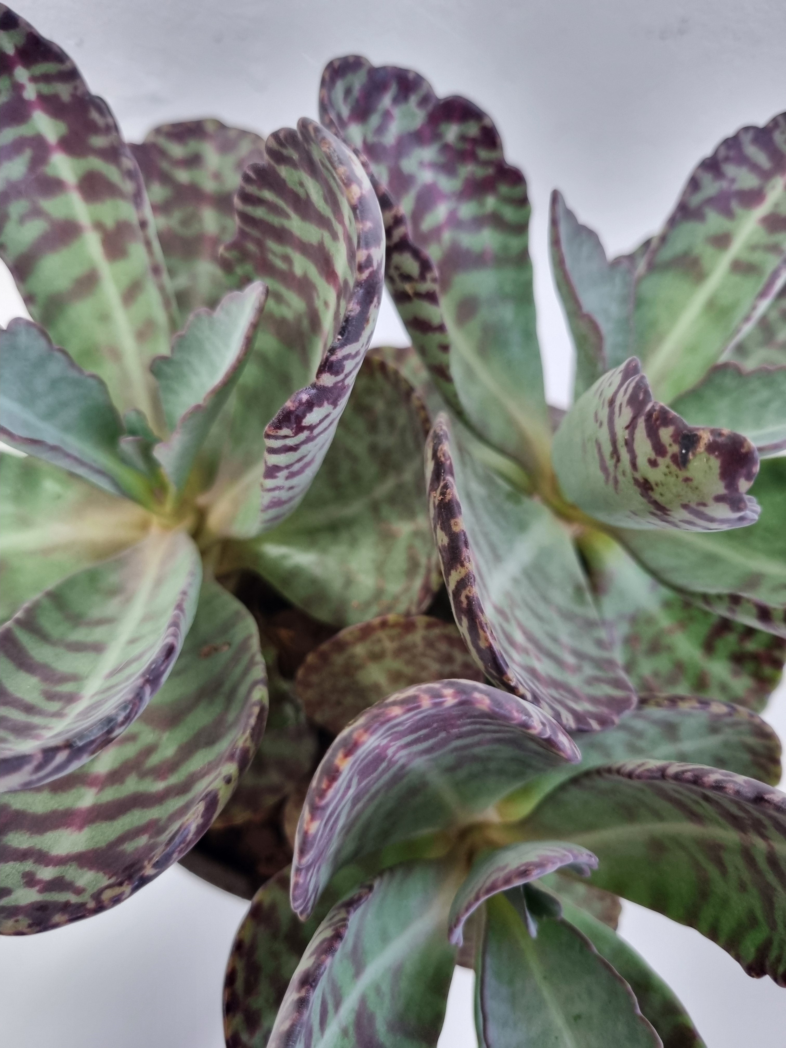 Marmo Rosa | Desert Surprise (Kalanchoe humilis)