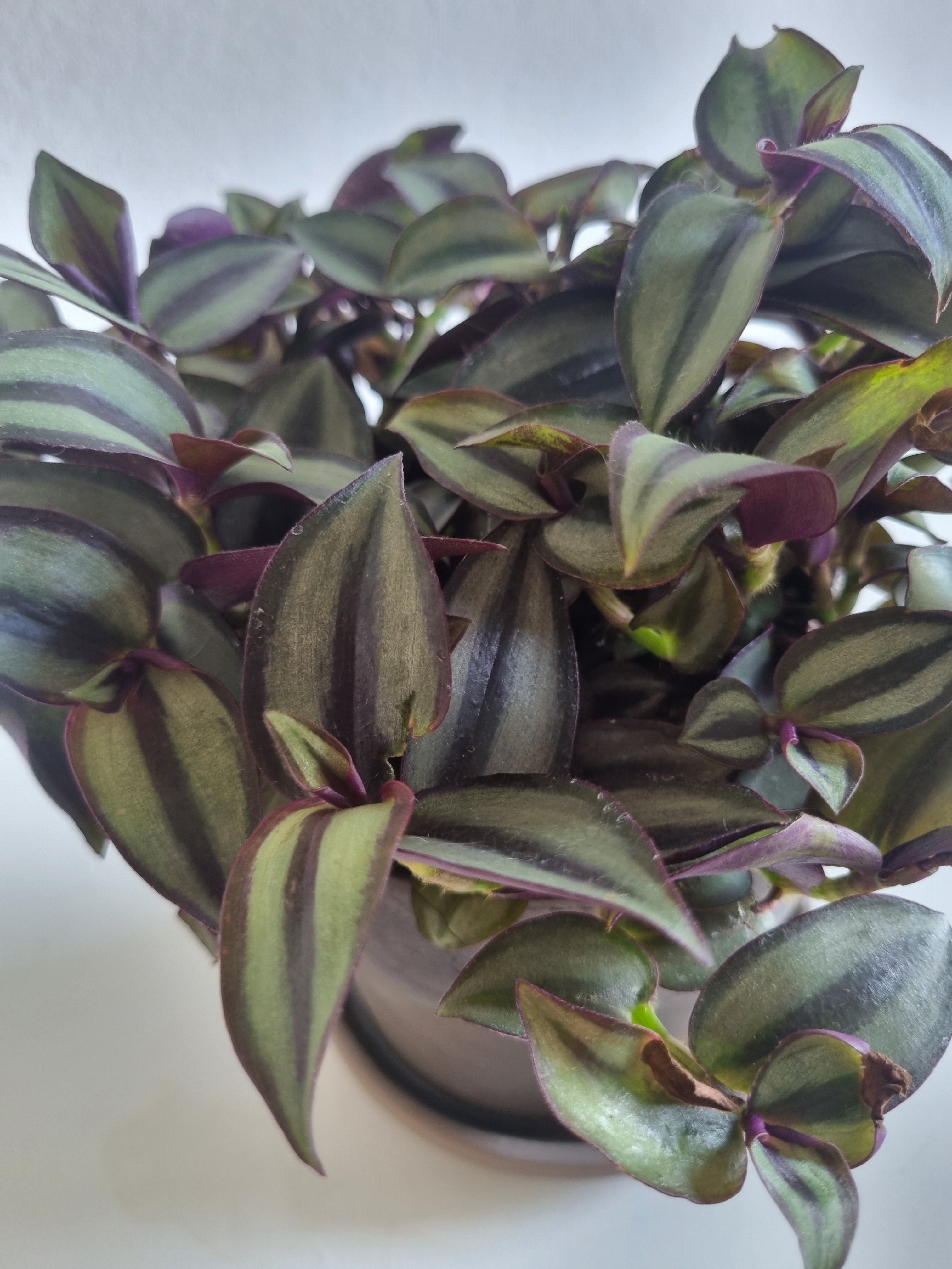 Erba miseria (Tradescantia zebrina "Purpusii")