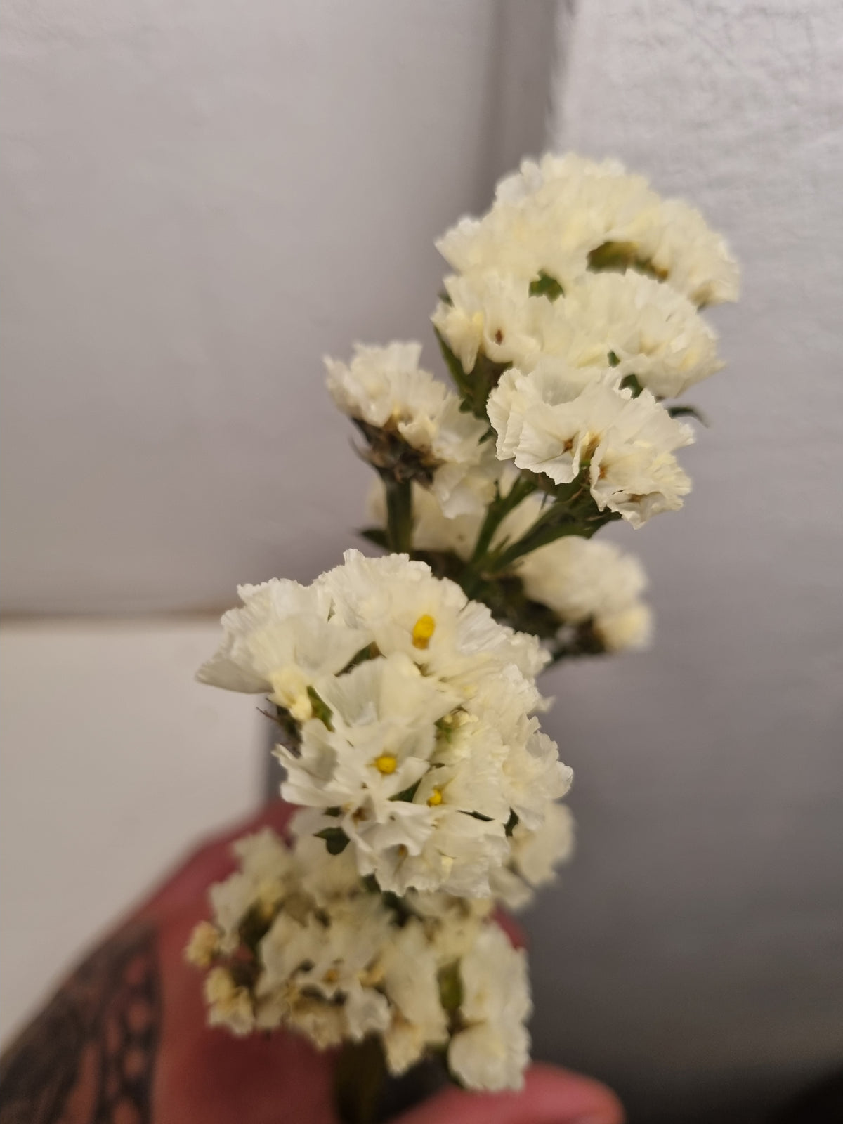 Statice limonium colorato a stelo lungo