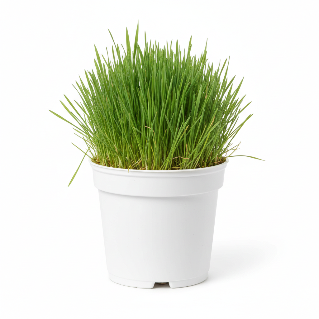 Erba Gatta Ø 12 cm